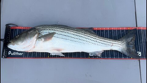 Southern California Surf Fishing Report 11 7 2025