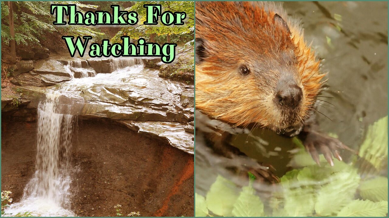 Waterfalls Stream, Nature, Beaver Snacking