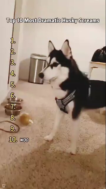 top 10 most dramatic Husky scene