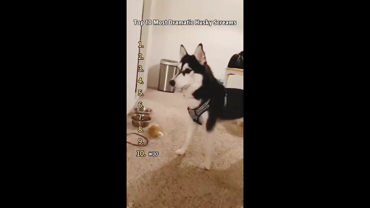 top 10 most dramatic Husky scene