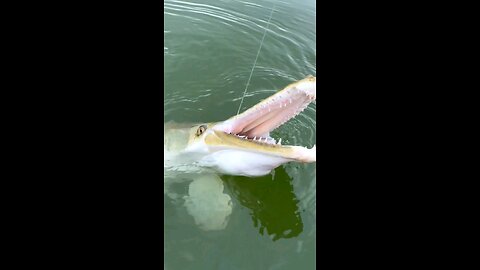 that's a dinosaurus? 🦖🦖🦖🦖 #fishing #fish #nature