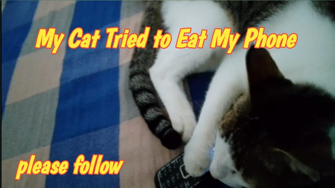 My Cat Tried to Eat My Phone... Watch What Happens