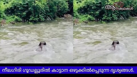 നീലഗിരിയിൽ കാട്ടാന ഒഴുക്കിൽപ്പെട്ടു, ദൃശ്യങ്ങൾ പുറത്ത് _ Elephant trapped in overflowing river needs