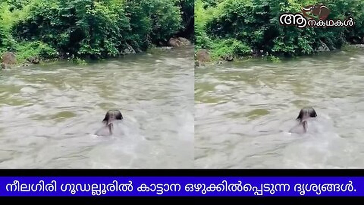നീലഗിരിയിൽ കാട്ടാന ഒഴുക്കിൽപ്പെട്ടു, ദൃശ്യങ്ങൾ പുറത്ത് _ Elephant trapped in overflowing river needs