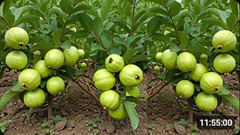 Grow Guava Tree FAST with These Pro Tips! Best Ideas for Growing Guava Tree!