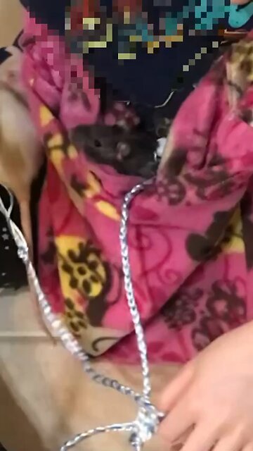 Young Fancy Rats Enid and Wednesday Harness Training (they are to lazy to leave me😴)