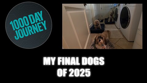 1000 Day Journey 0897 My Final Dogs of 2025