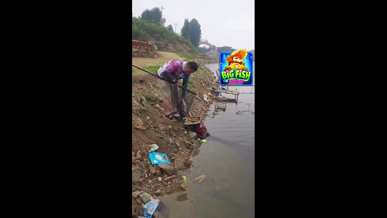 Pesca tus ganancias en feber fish de dominó vamos