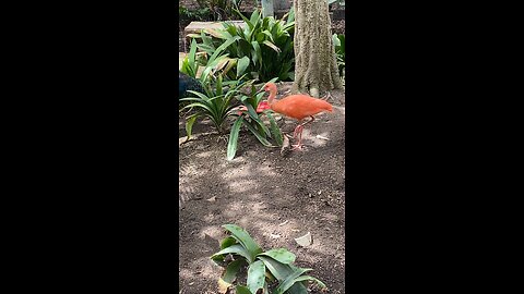 Scarlet ibis 🦩 and Javan peafowl 🦚 #followme #trending #shorts #viral #ibis #peafowl