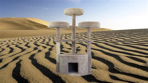 Cat Tree in the Sand!