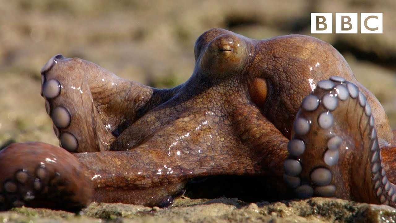 Extraordinary Octopus Takes To Land