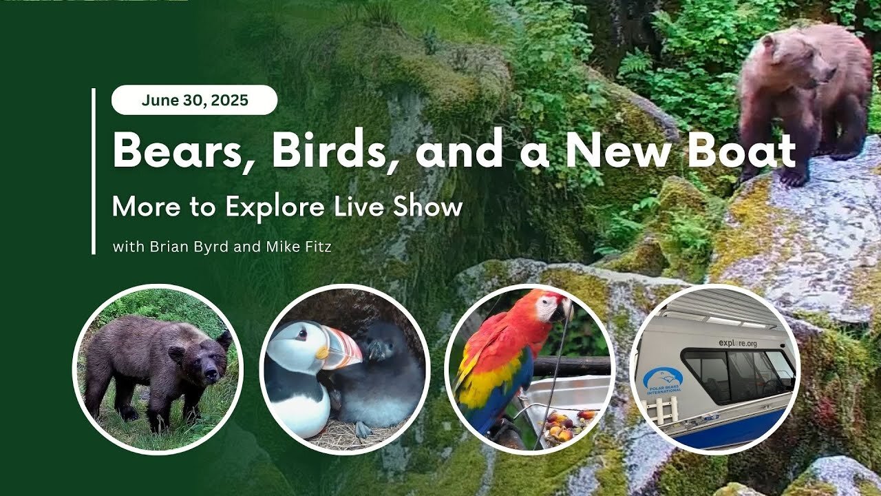 Bears, Birds, and a New Boat | More to Explore Live Show