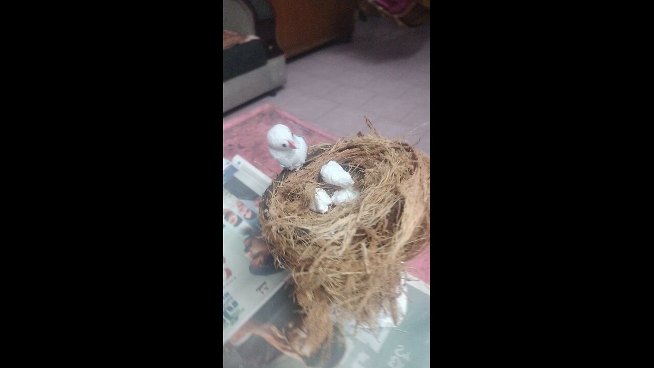 beautiful bird activity