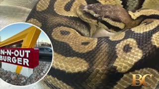 Giant python makes slithering stop at In-N-Out Burger drive-thru