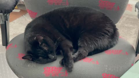 Cute Piper Cat Aspires to. Be a Pair of Scissors - My Adopted Shelter Cat Vlog