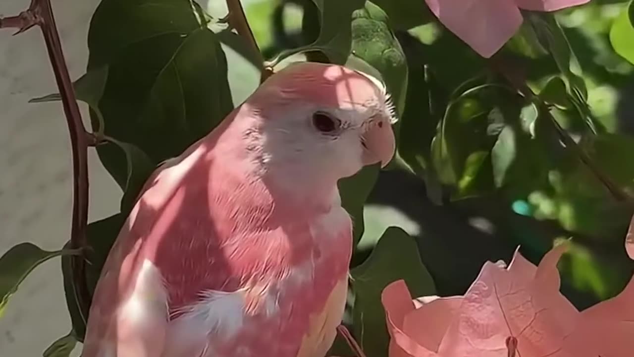 ✨🦜 The Most Beautiful Bourke's Parrot You'll See! | FeedMyCuriosity