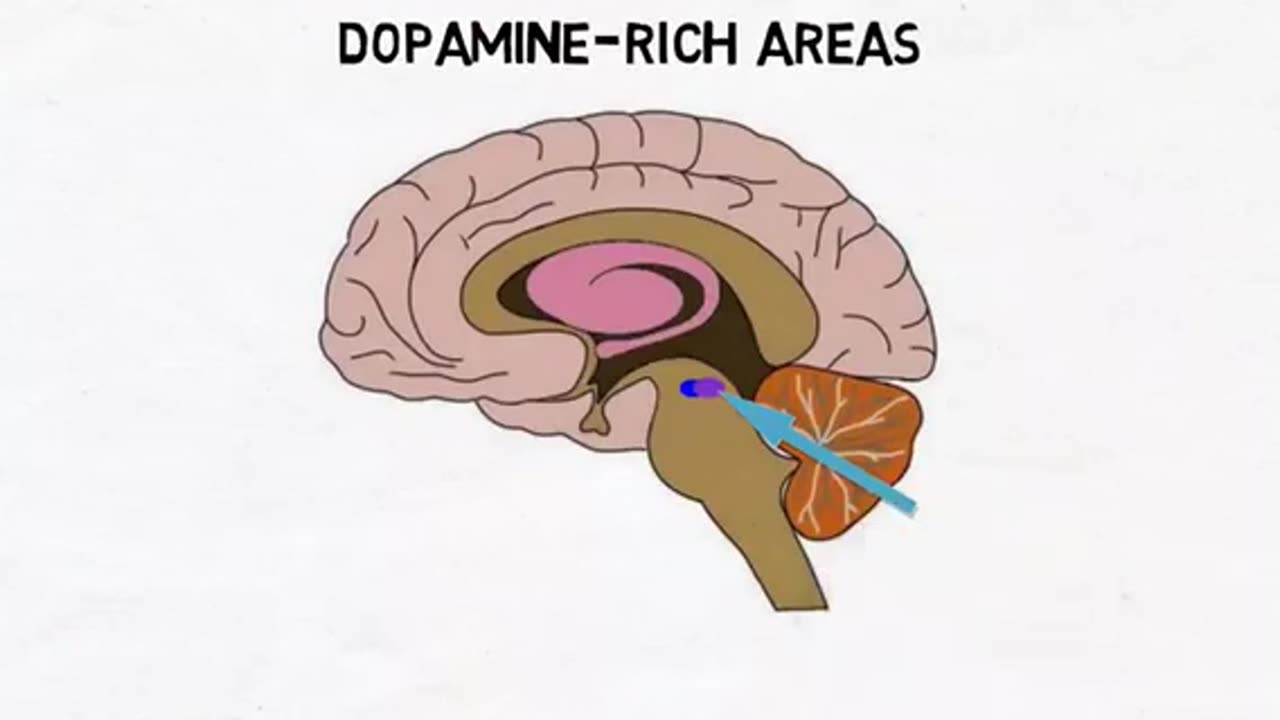 2-Minute Neuroscience: Dopamine