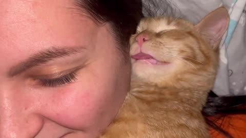 Cat Sleeps with Tongue Out