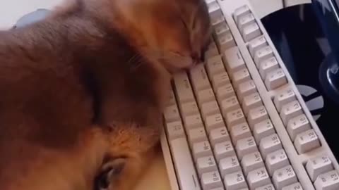 As long as you don’t drool on the keyboard