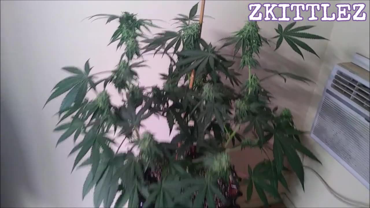 Zkittlez [Clone Only]