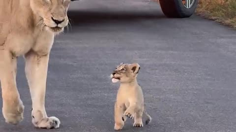 Tiny Lion Cub ❤️🦁