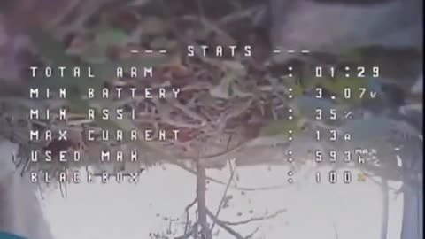Cat Downs a Ukrainian Drone