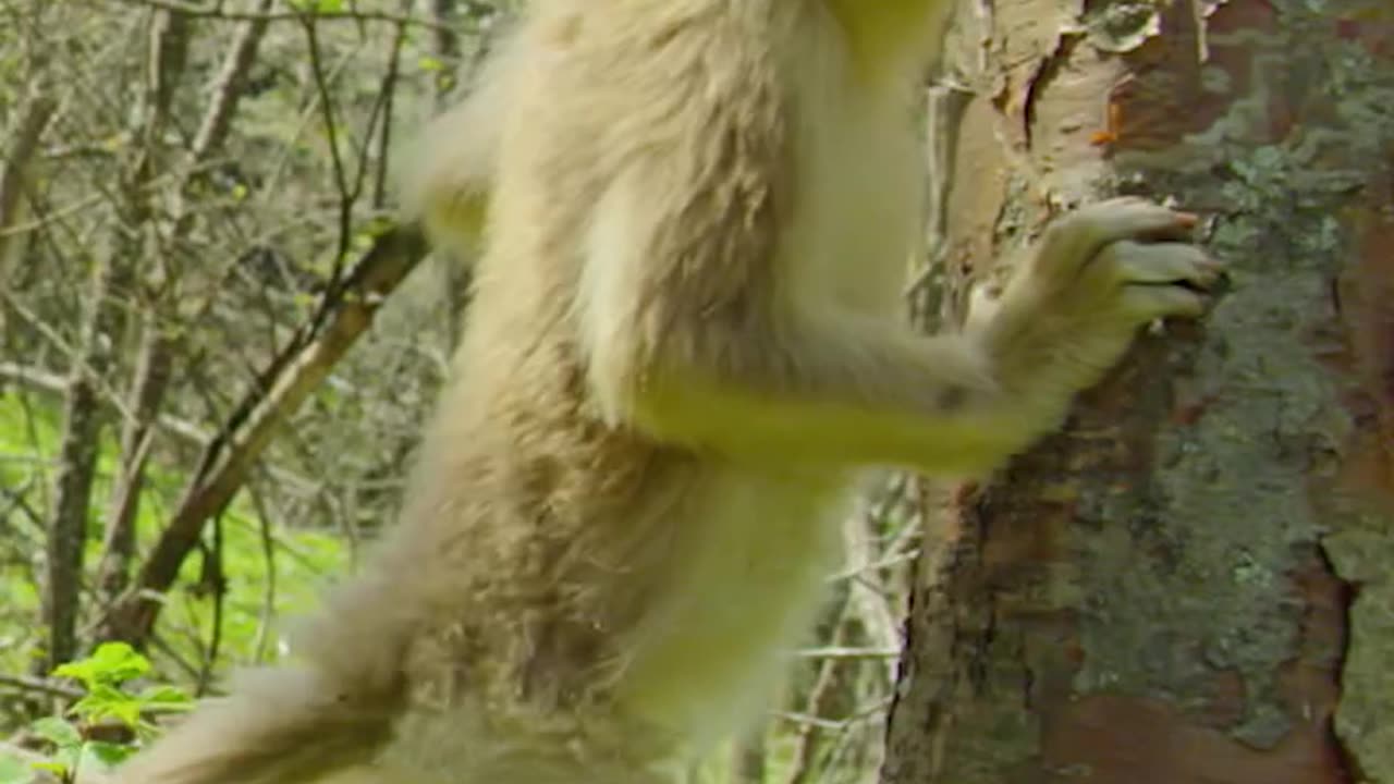 In Chinese folklore monkeys like this golden snub-nosed baby symbolize rebellion and mischief