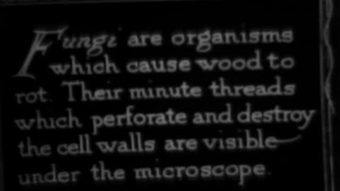 WOOD WISDOM - WOOD WISDOM - 33-257