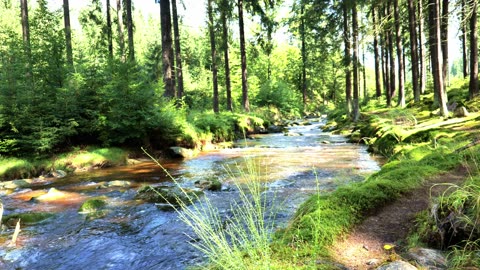 Sunlit Forest River Sounds | Gentle Stream for Positive Energy & Focus