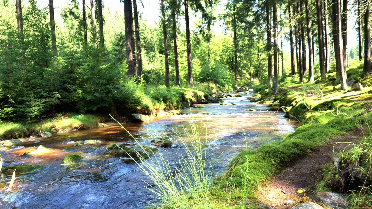 Sunlit Forest River Sounds | Gentle Stream for Positive Energy & Focus