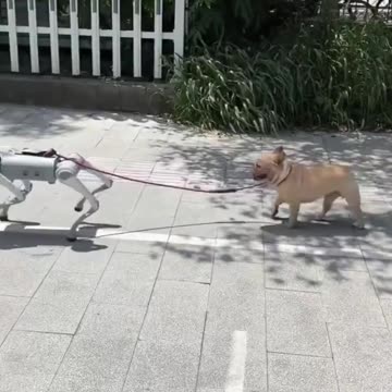 Una forma de pasear a tu perro sin cansarte
