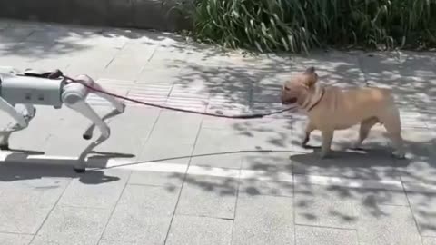 Una forma de pasear a tu perro sin cansarte