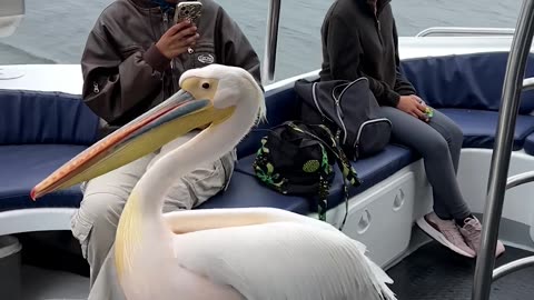 Cheeky Pelican Enjoys Boat Ride