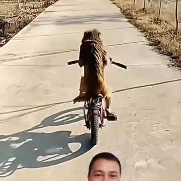 Monkey riding abicycle