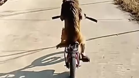 Monkey riding abicycle