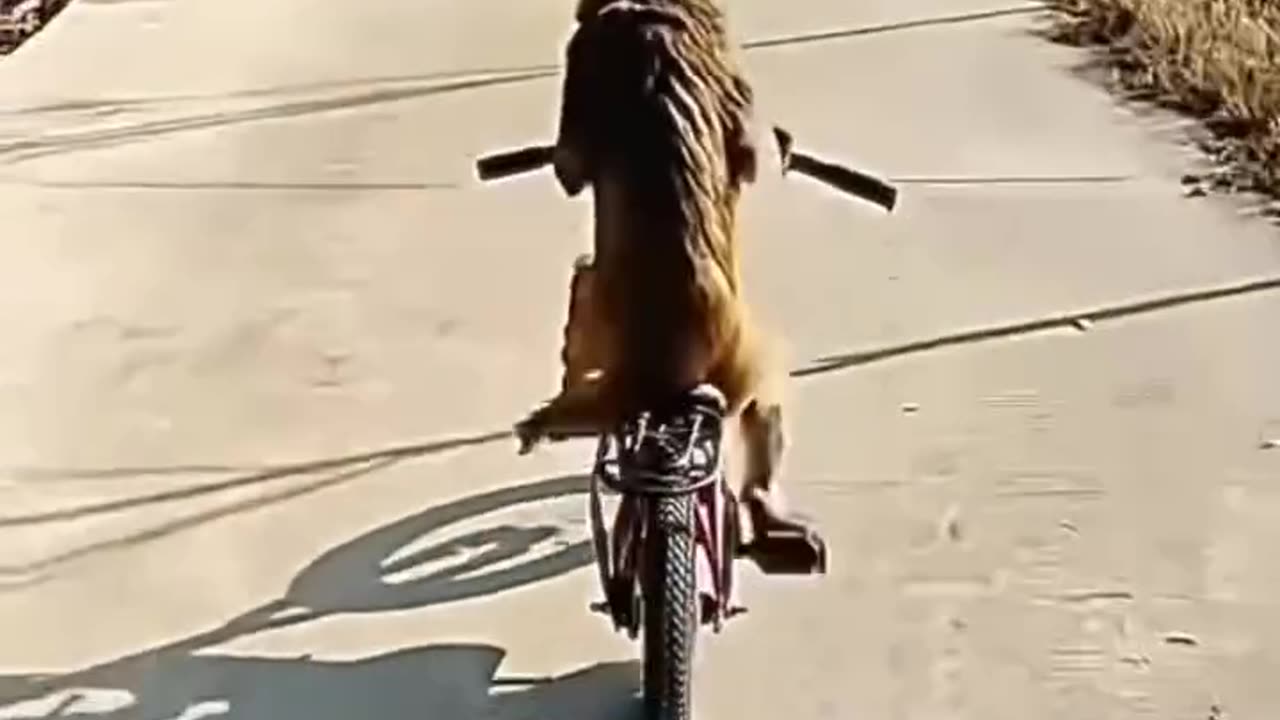 Monkey riding abicycle