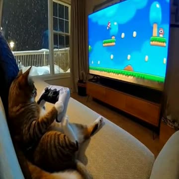 Cat Gamer Caught on Security Camera During Snowstorm