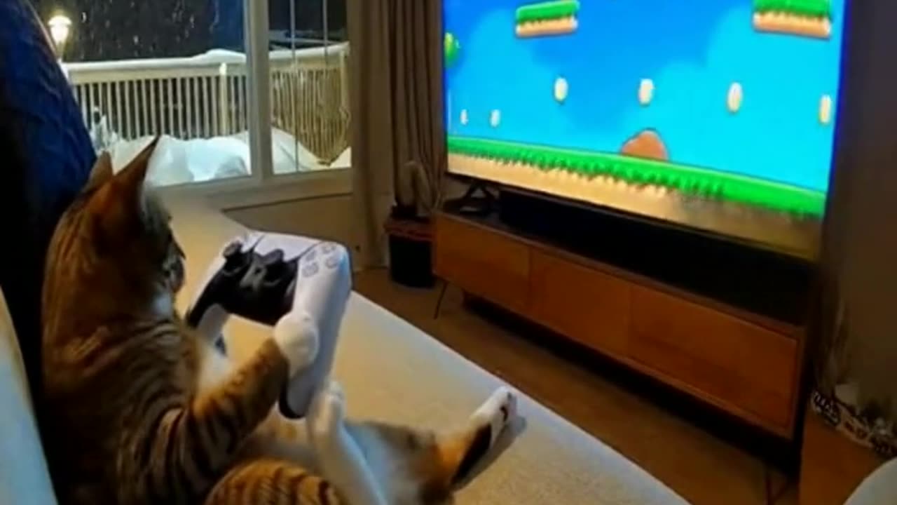 Cat Gamer Caught on Security Camera During Snowstorm