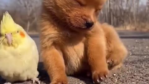 "Adorable pet under the sun; warm and drowsy nap."