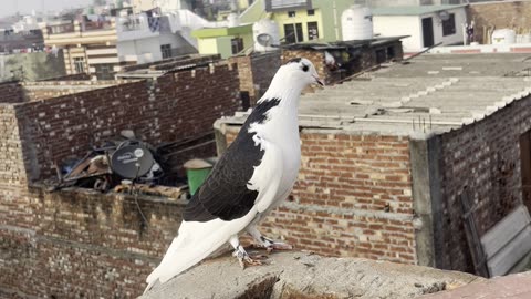 "Majestic Pigeon in Action | Up-Close Nature Footage"