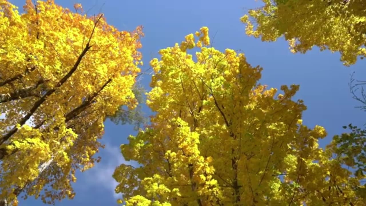 Drone Views of World's Nature and Animal