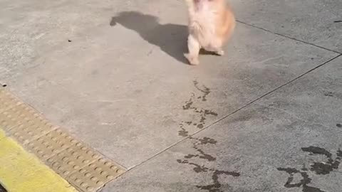 😮🐾 Watch This Animal Mark Its Territory! | FeedMyCuriosity