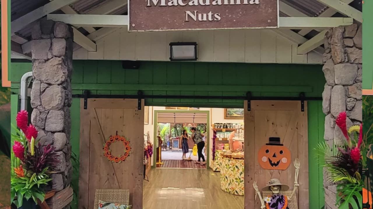 🌰 Discover Oahu’s Macadamia Nut Farm | A Delicious & Accessible Island Adventure! 🍯✨