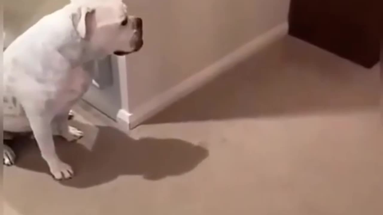 JUST4LAUGH