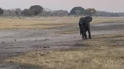 🤯✨ Watch a Honey Badger Take On an Elephant! | FeedMyCuriosity
