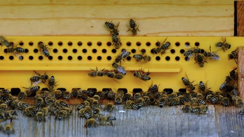 Beautiful nature role Bees