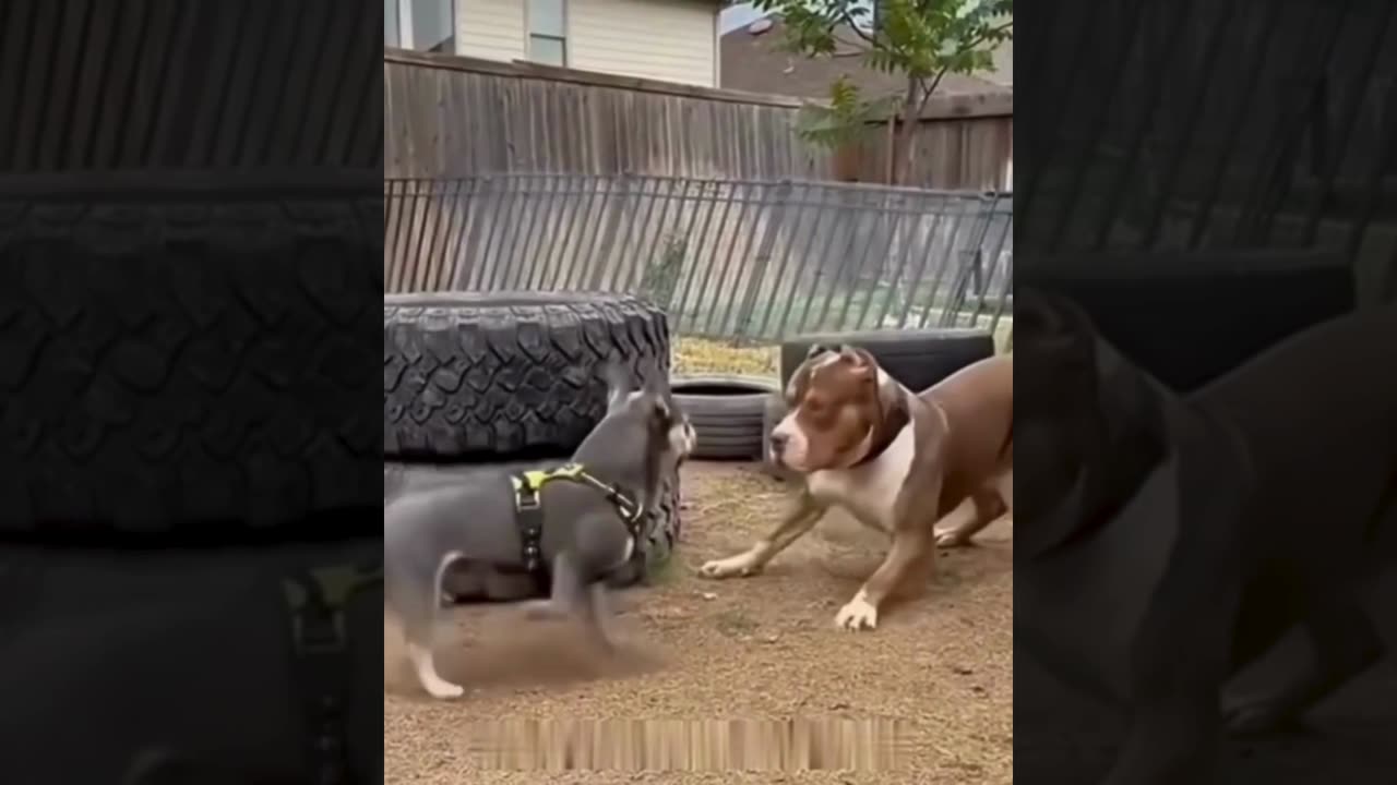 A selection of funny moments with animal #41