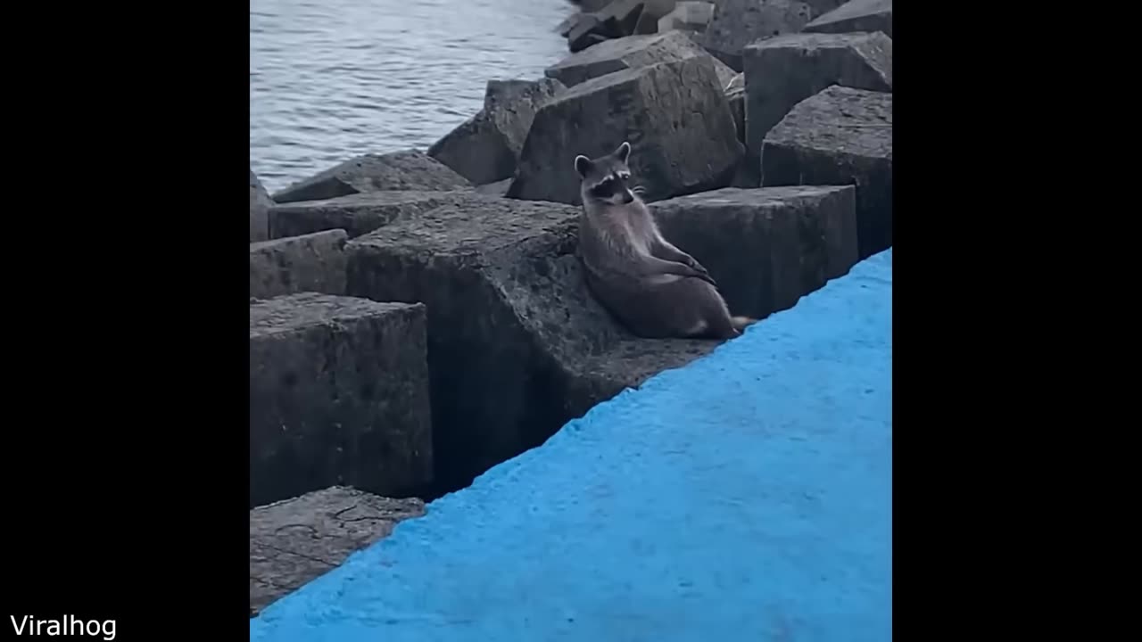 Funniest Animal Video Ever ( part-1 )