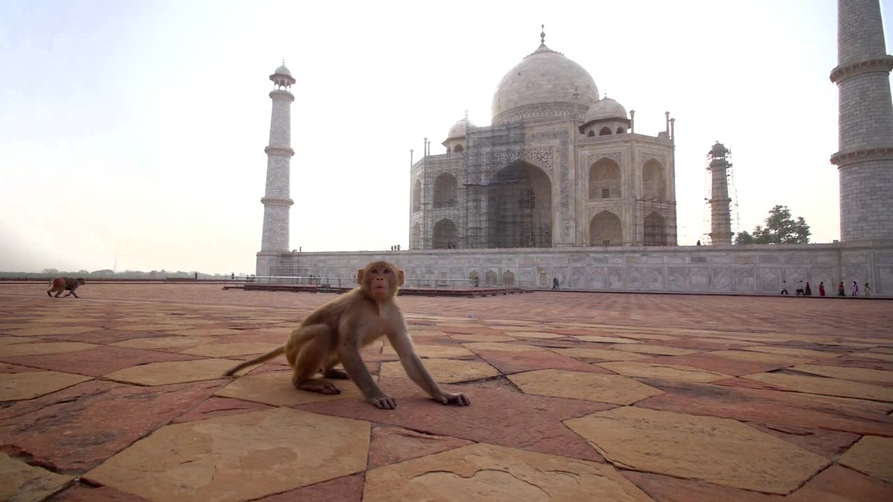 Monkeys near the Taj Mahal