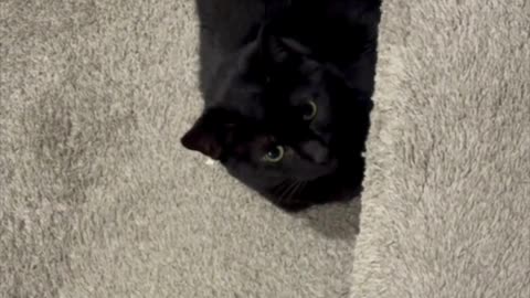 Cute Precious Piper Finds a Safe Place During a Thunderstorm - My Adopted Shelter Cat Vlog #shorts